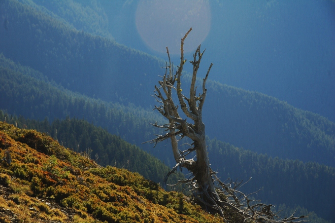 A view of the Olymic mountains on the OP's Hurricane Ridge